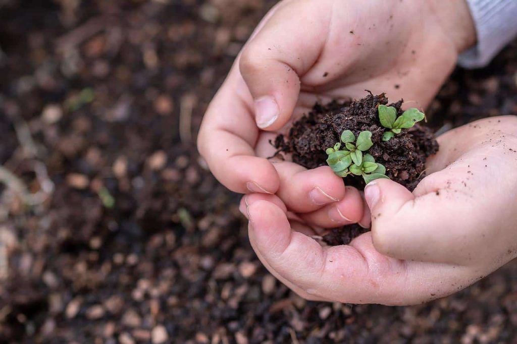 growing plant in child's hands