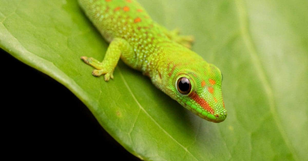 lizard on a leaf