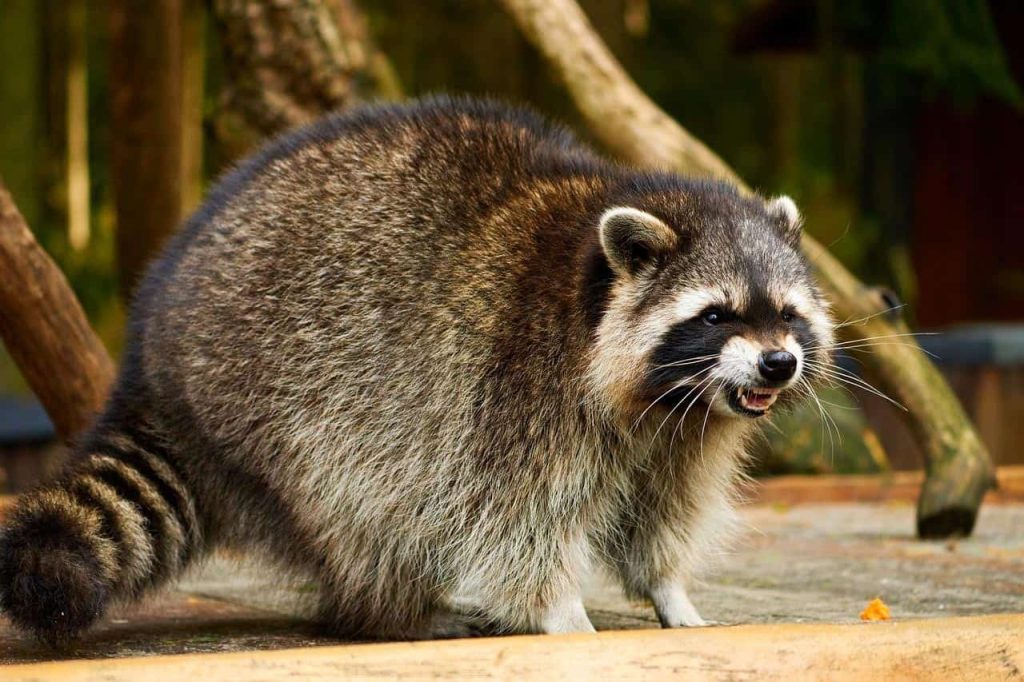 angry fat raccoon