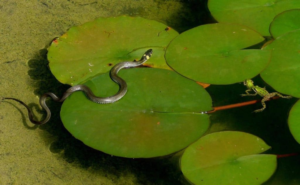 baby snake in water