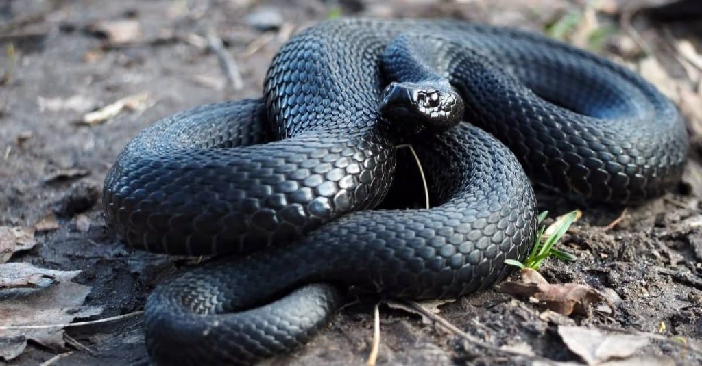 big black snake