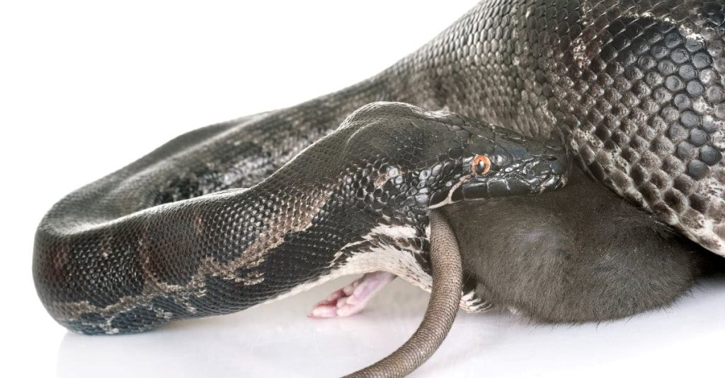 black snake eating a rat