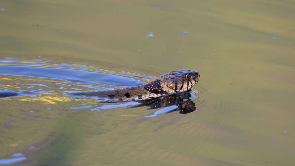 brown snake in water