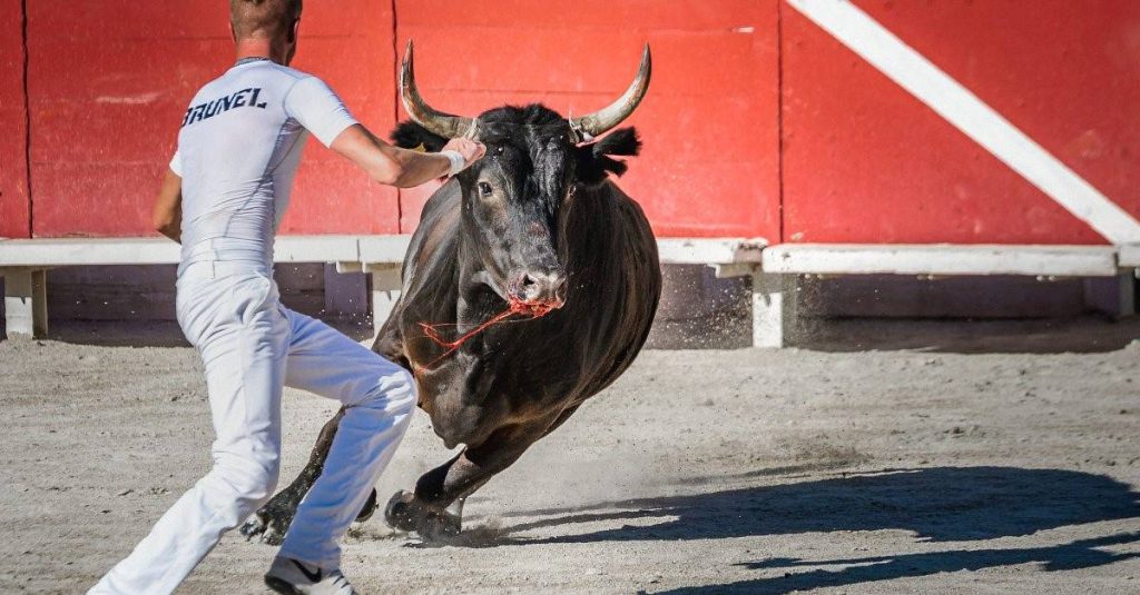 buffalo chasing a man