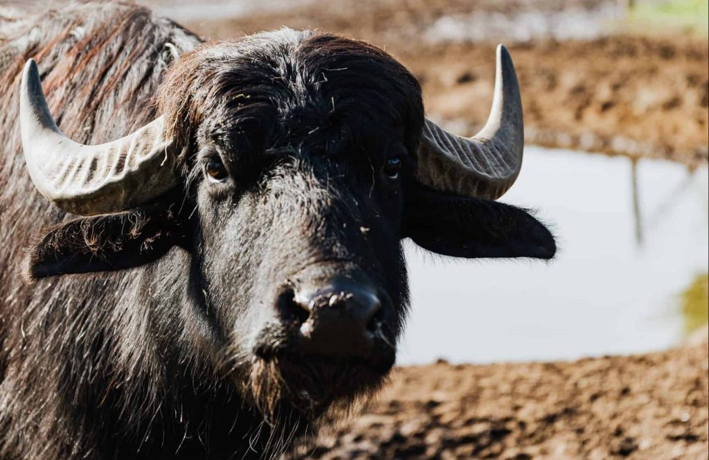 buffalo looking straight at the camera