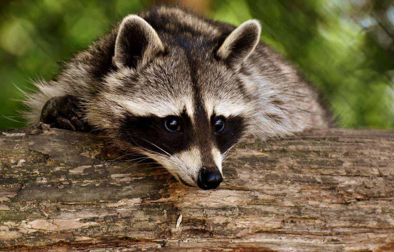 cute raccoon on tree