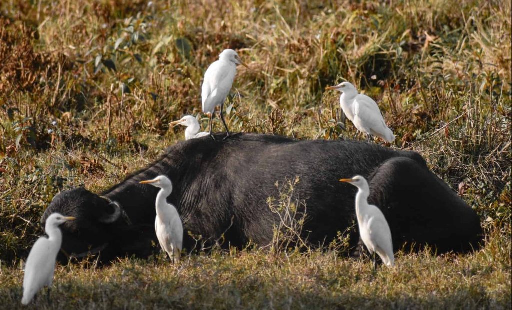 dead buffalo