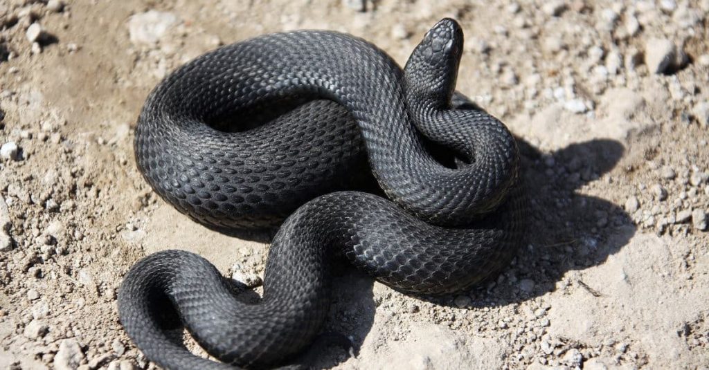 fat black snake
