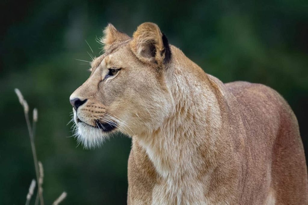 female lion