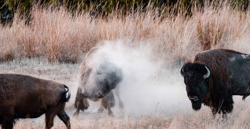 fighting buffaloes