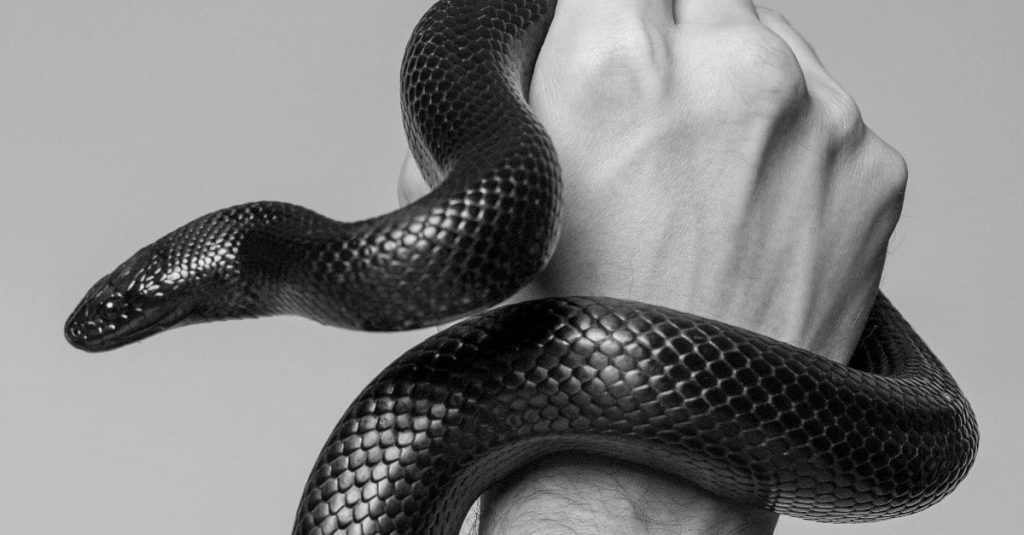 holding a black snake