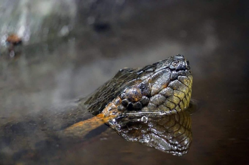 huge snake in water