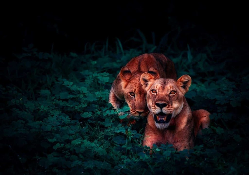 lion hiding behind another lion