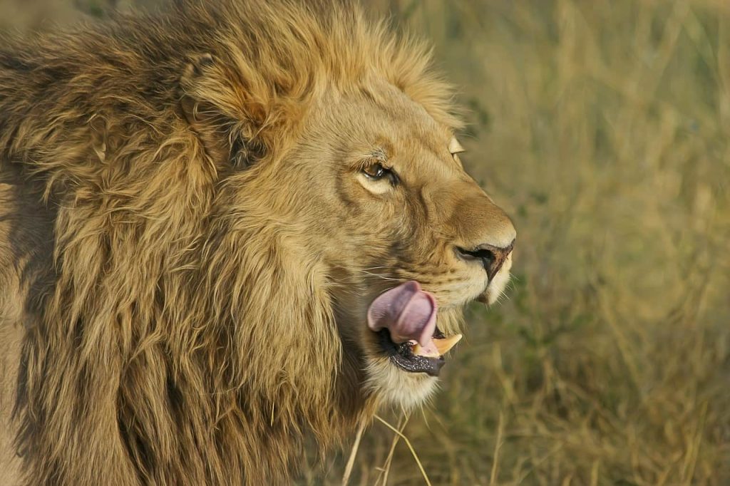 lion licking the top of his mouth