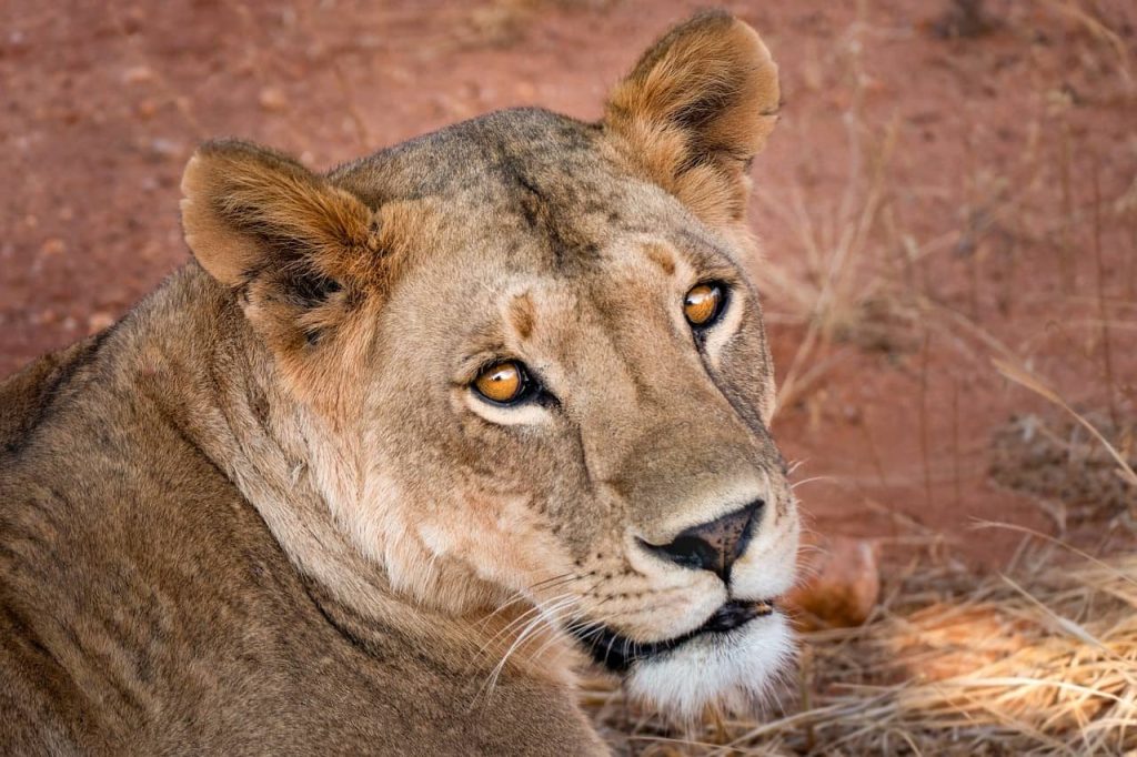 lion looking at the camera