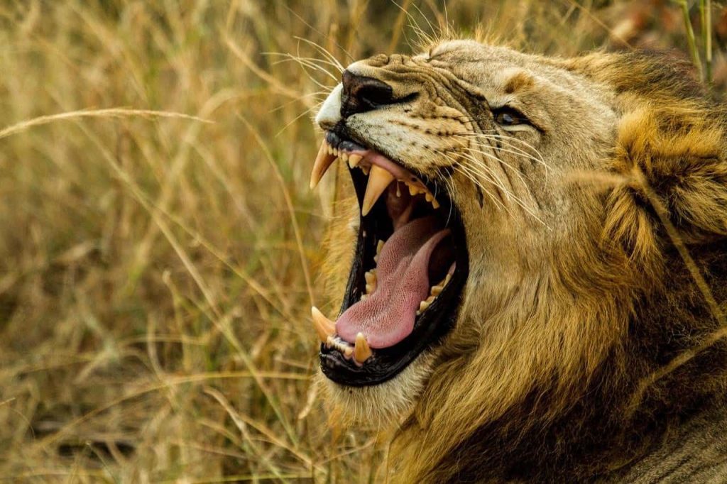 lion roaring