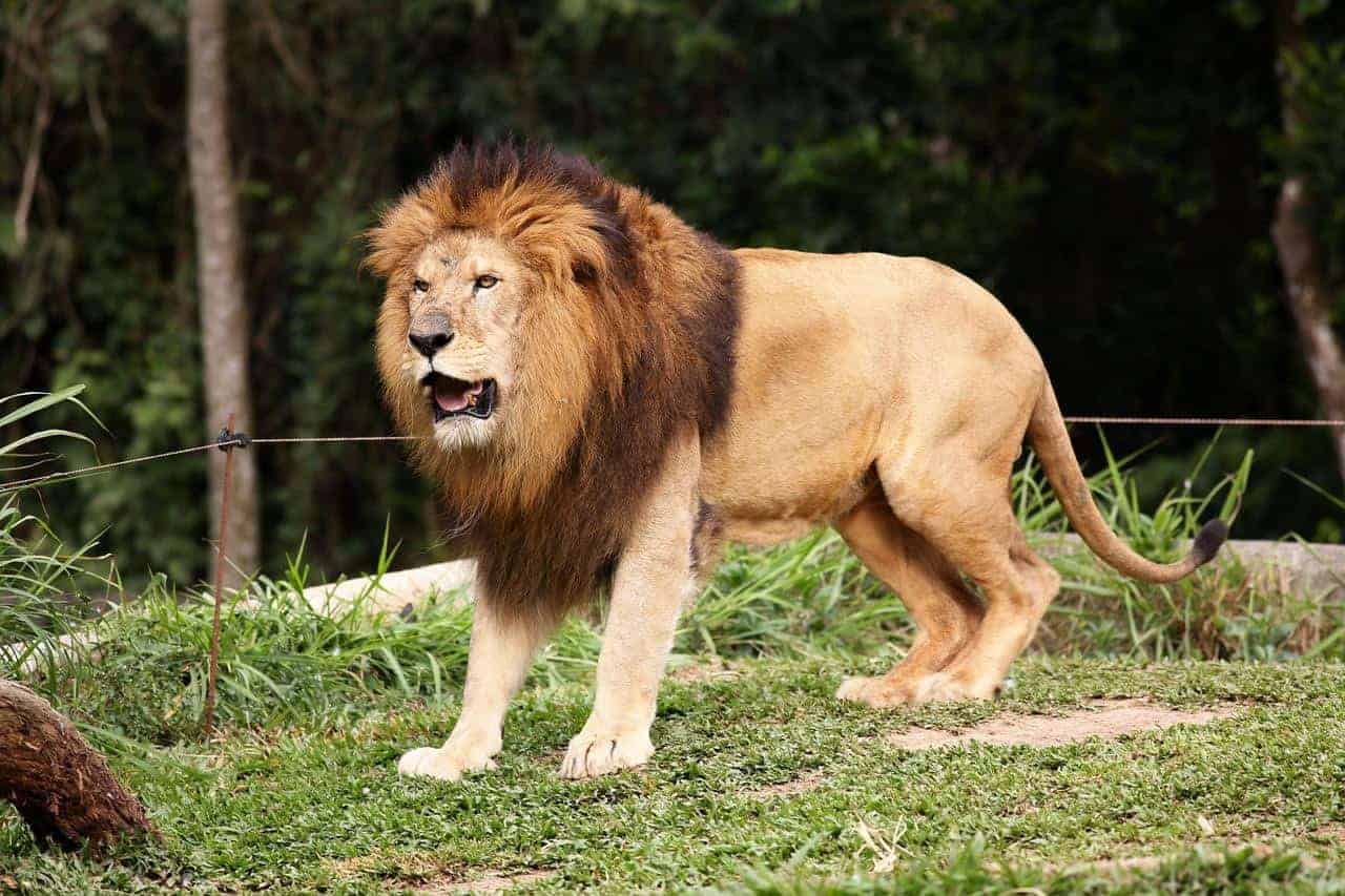 6 Spiritual Meanings of Dreams About Lions Chasing You