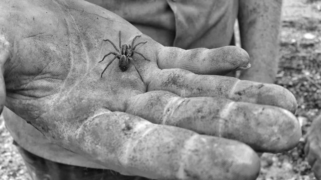man holding a spider