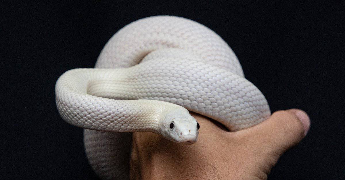 man holding a white snake