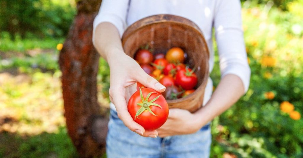 man offering tomatoes