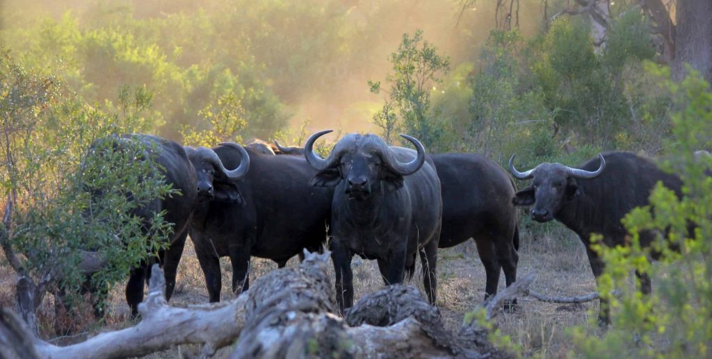 many buffaloes