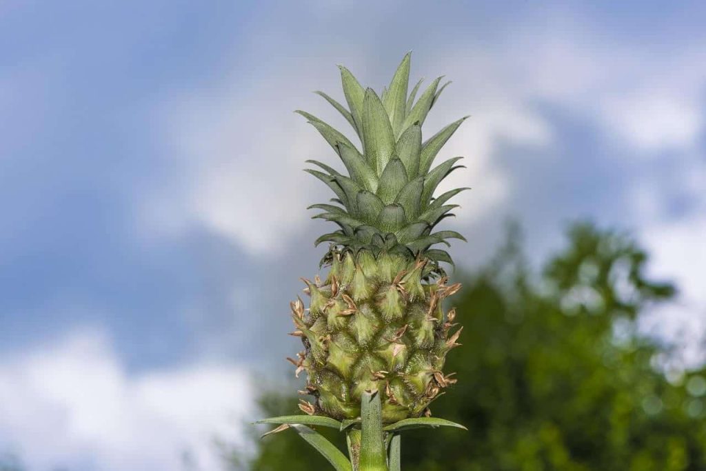 small pineapple and blue sky