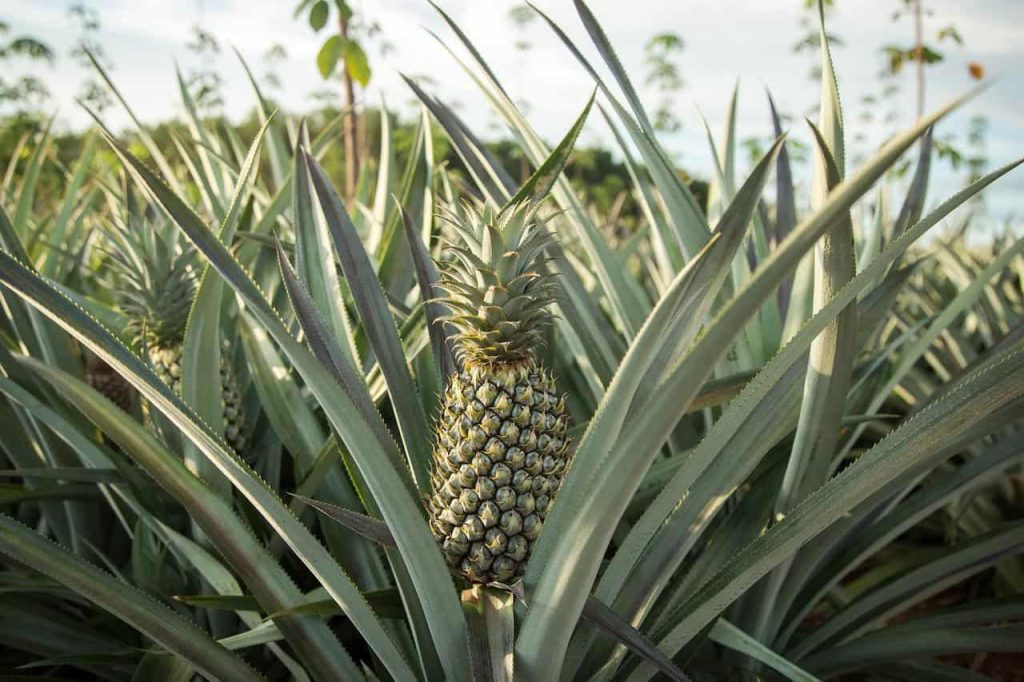 pineapples in a farm