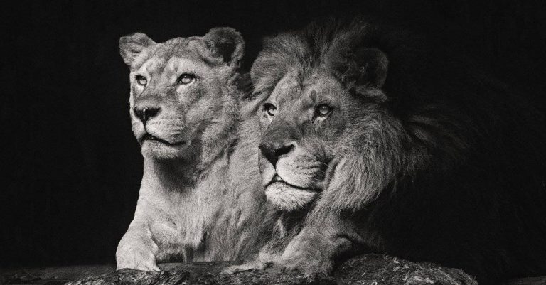 6 Spiritual Meanings of Dreams About Lions Chasing You