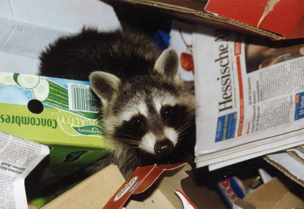 raccoon digging out trash