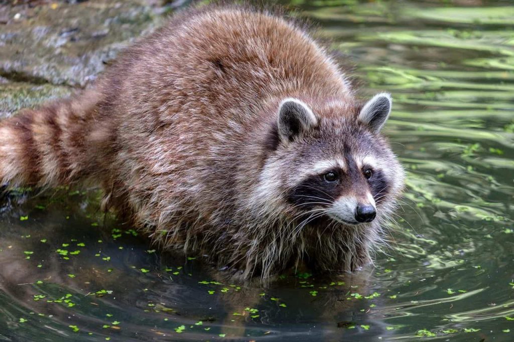 raccoon on water