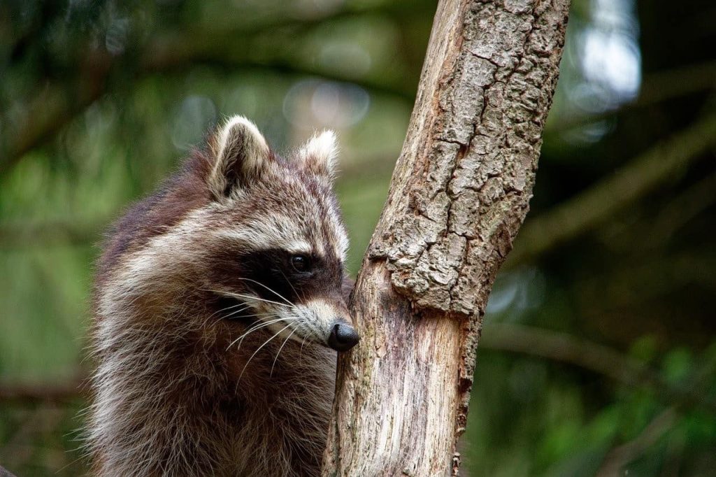 raccoon smelling a tree