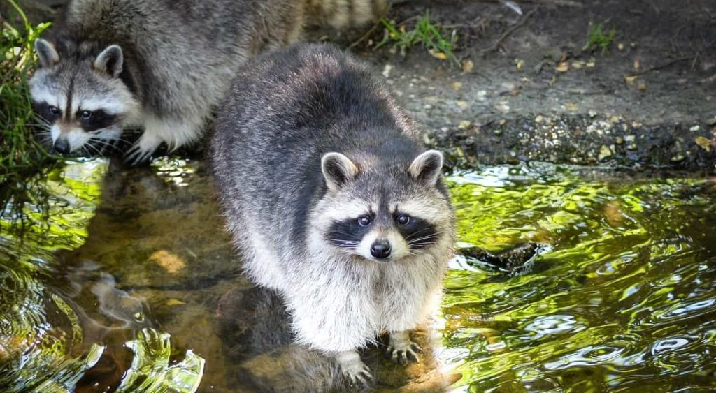 raccoons on water