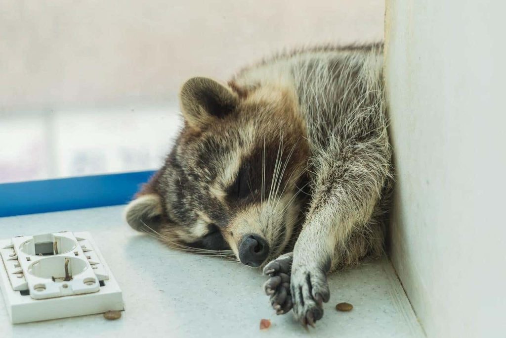 sleeping raccoon