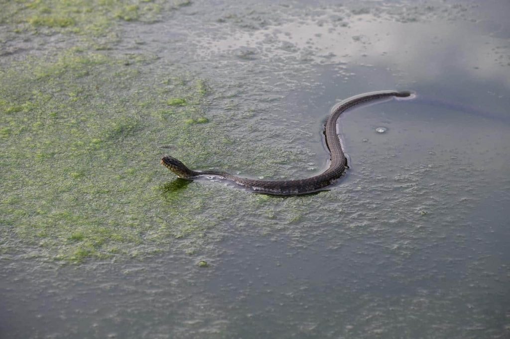 snake in murky water