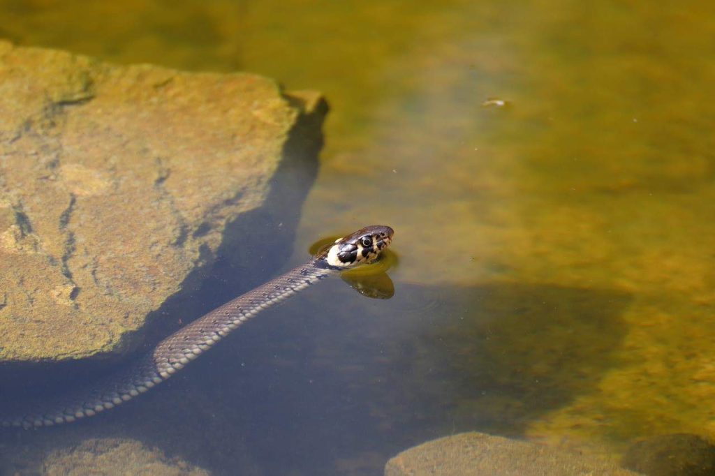 snake in water