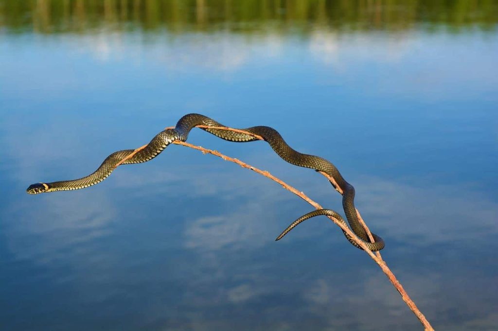 snake on a branch