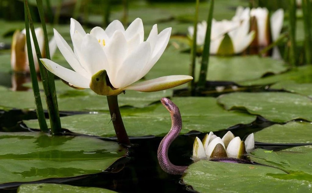 snake with a lotus flower