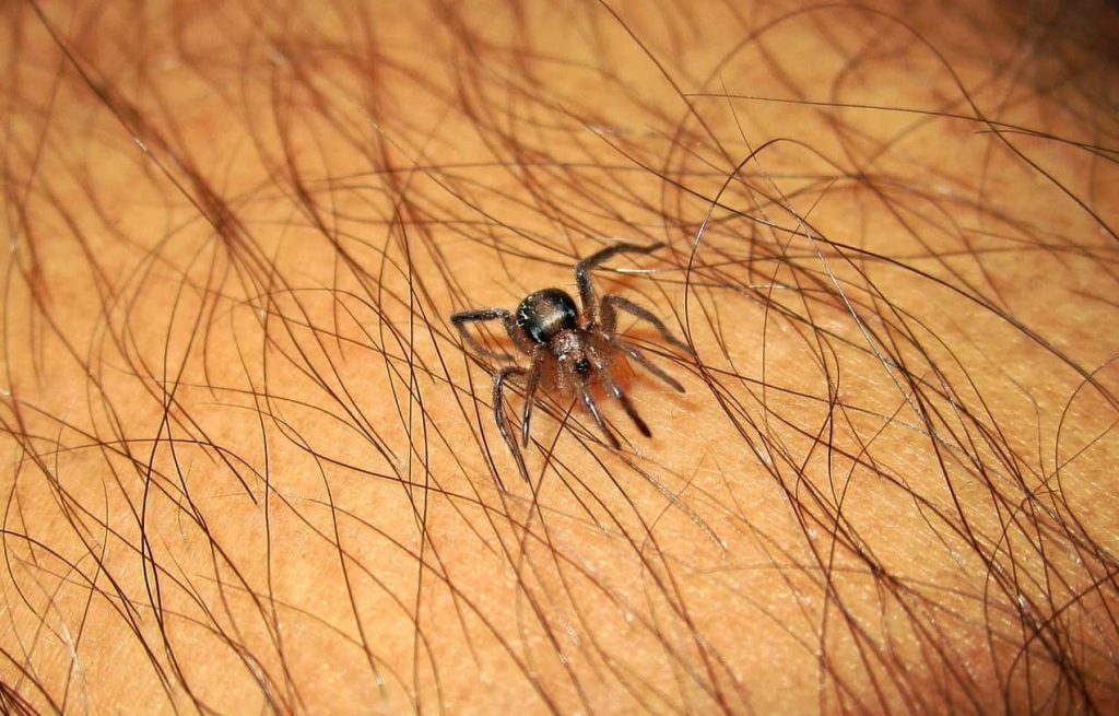 spider on a hairy leg