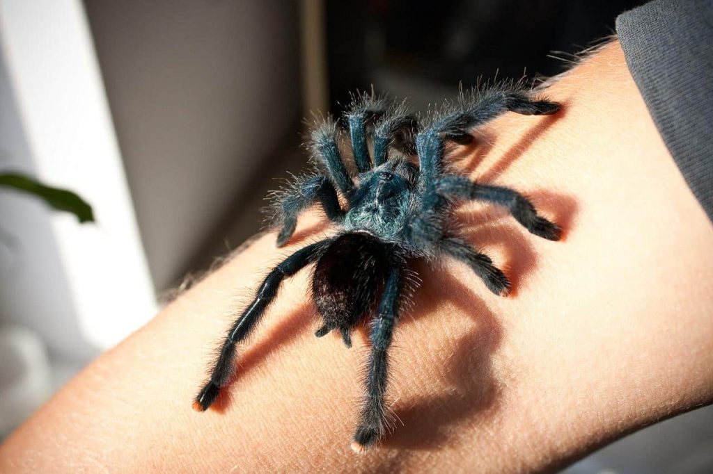 spider on arm