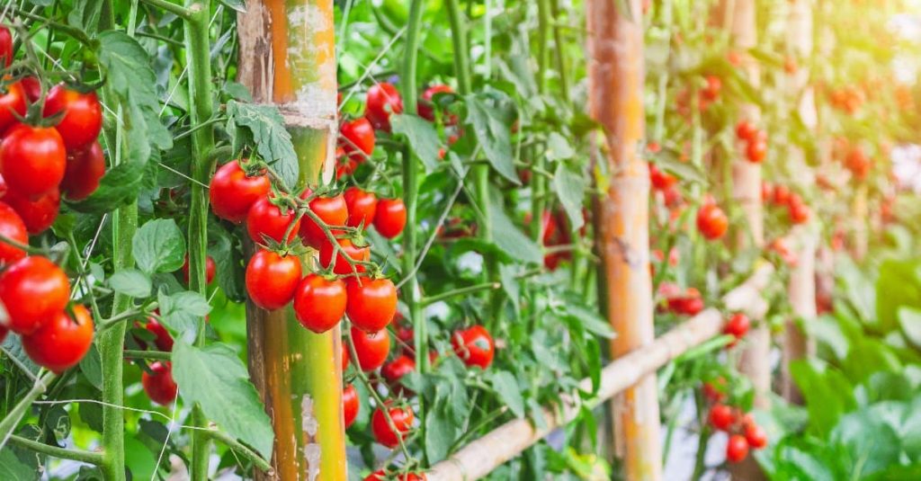 tomatoes in a garden