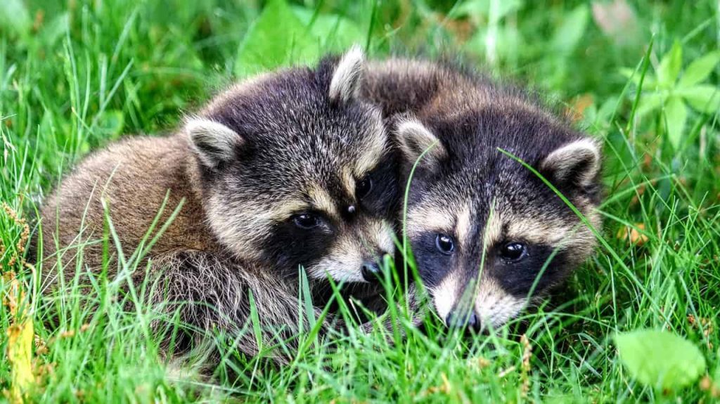 two raccoons on grass