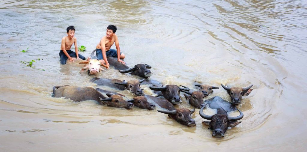 water buffaloes