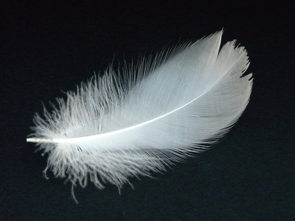 white feather