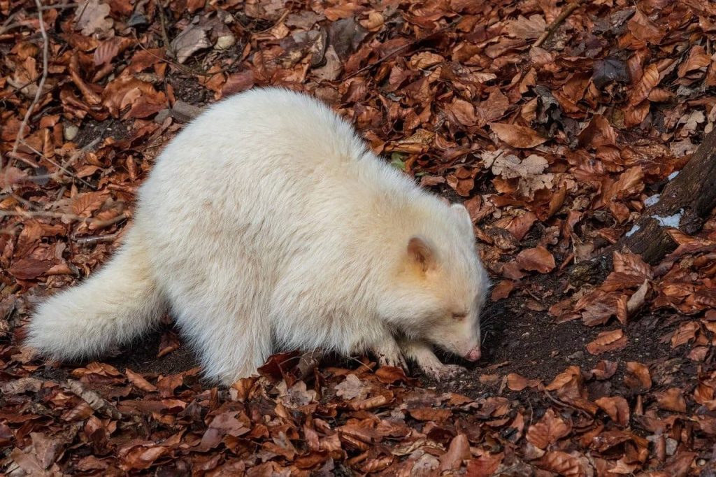 white raccoon