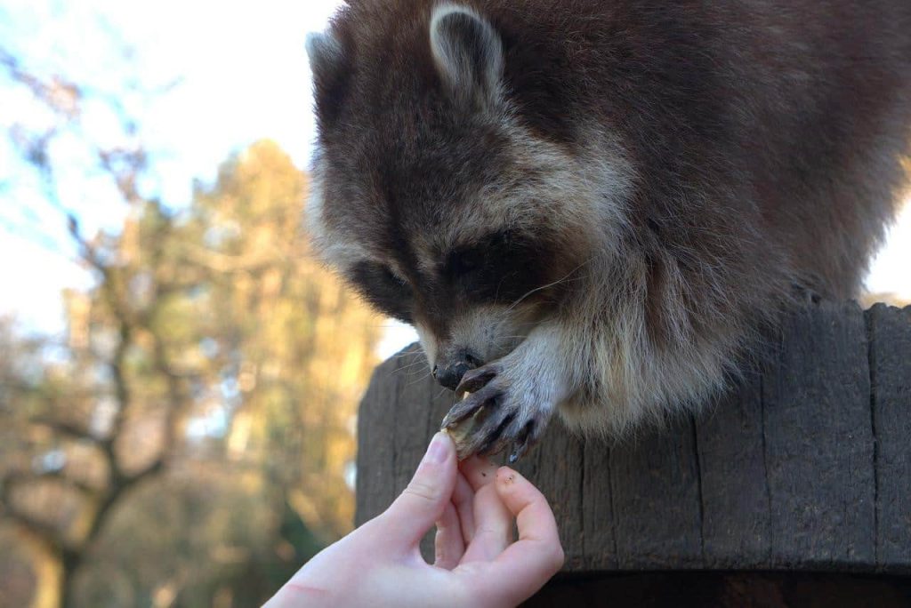 woman giving food to a raccoon