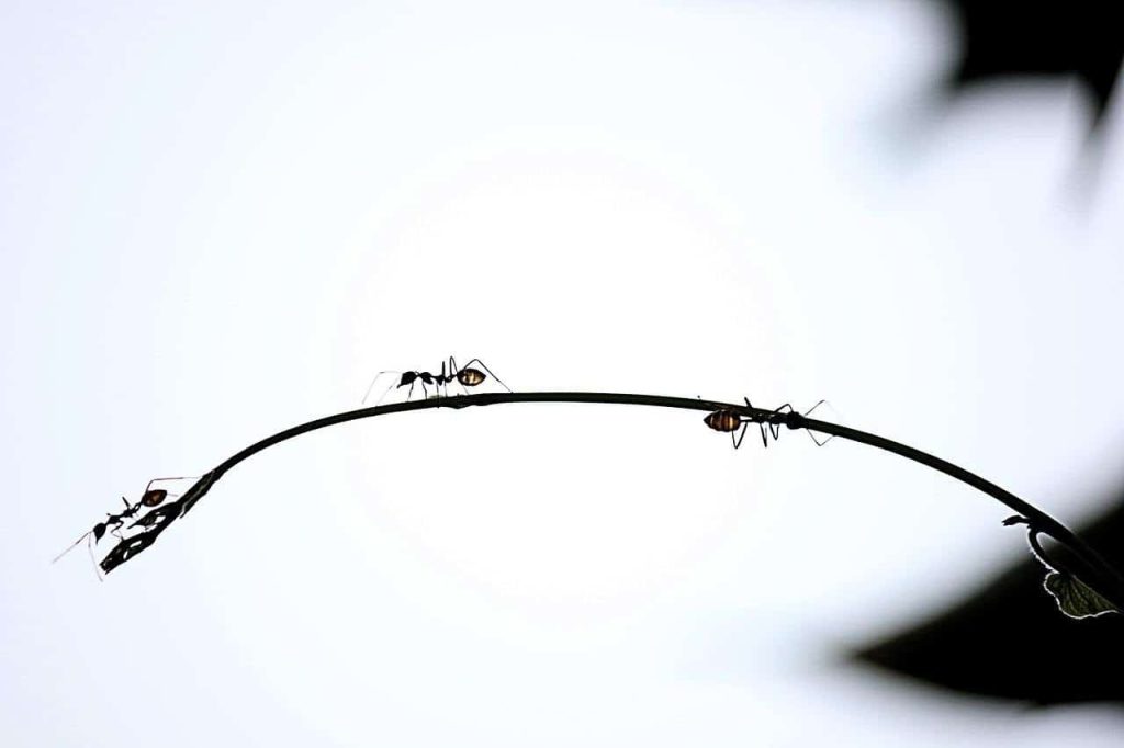 ants on a branch