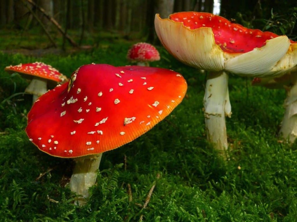 big red mushrooms