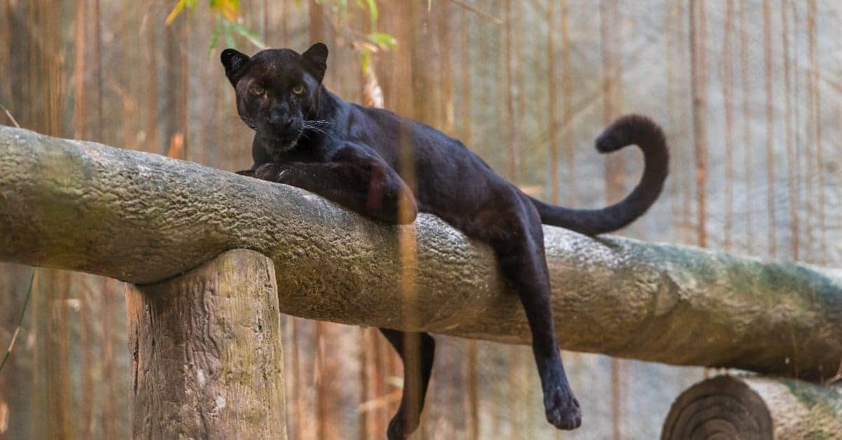 black panther chilling on a tree