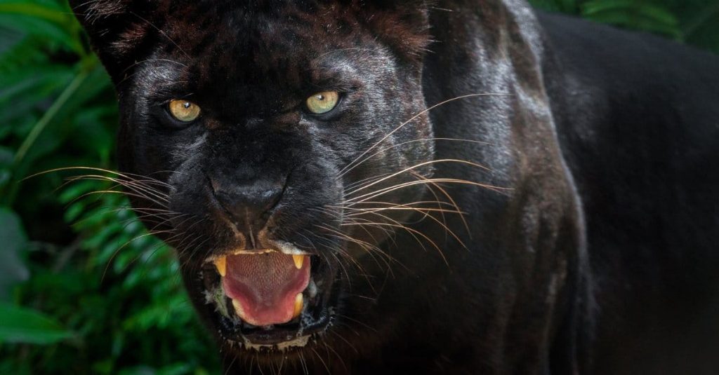 black panther showing its fangs