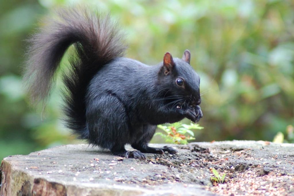 black squirrel